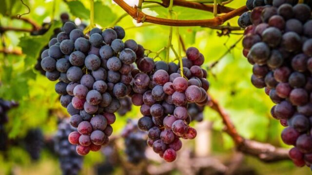 South-African-Cinsault